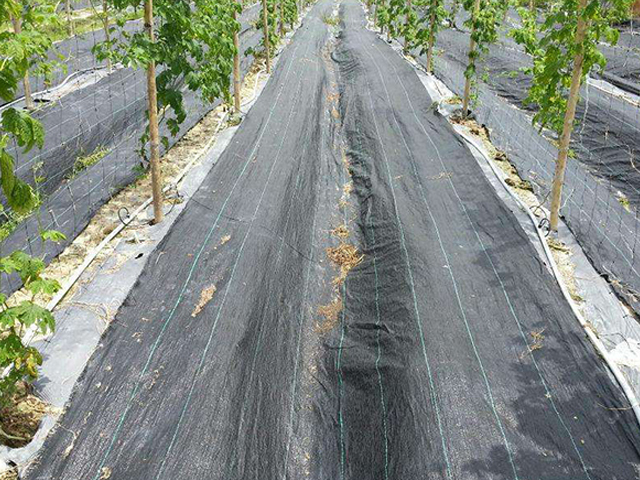 果园防草布是农业生产过程中除草的好帮手