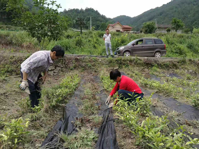 湖北宜昌茶叶种植使用防草布效果