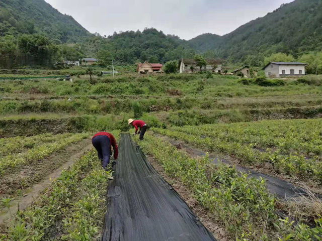 湖北宜昌茶叶种植使用防草布效果