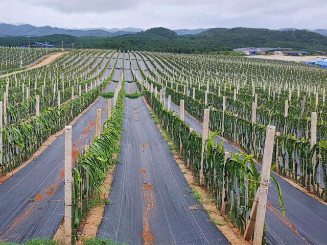 广西火龙果种植基地铺设防草布效果(图2)